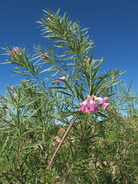 Desert Willow Chilopsis Linearis 5499